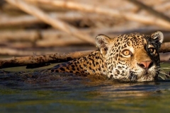 Jaguar, Tambopata - Madre de Dios