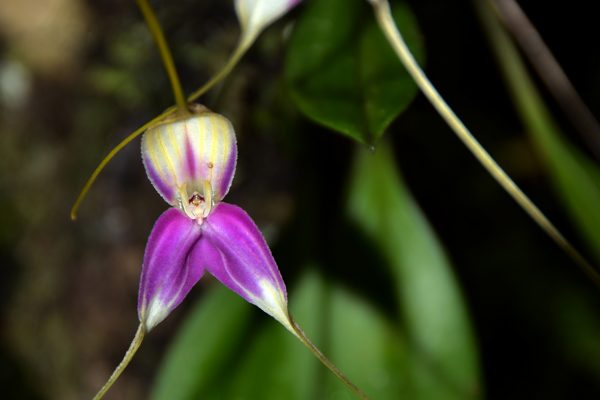 3. Orquídea en Machu Picchu