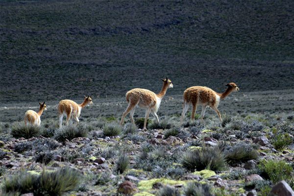 Vicuñas en Pampa Cañahuas - Arequipa