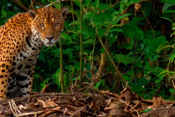 Jaguar - Reserva Nacional Tambopata