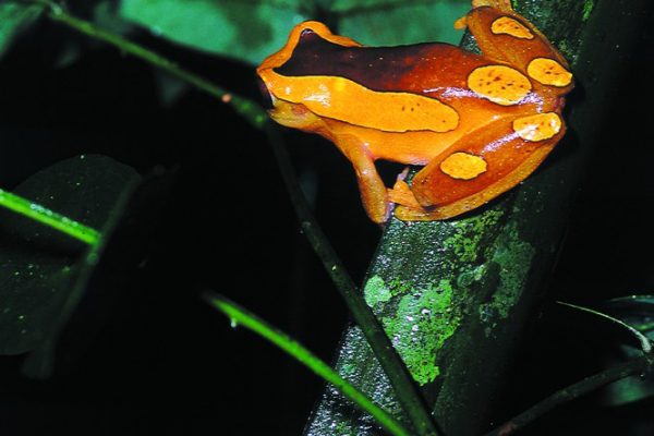 Fauna de la Reserva Nacional de Tambopata - Madre de Dios